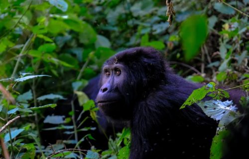 10 Days Uganda Wildlife tour and gorilla trekking safari - Kabira Uganda Safaris