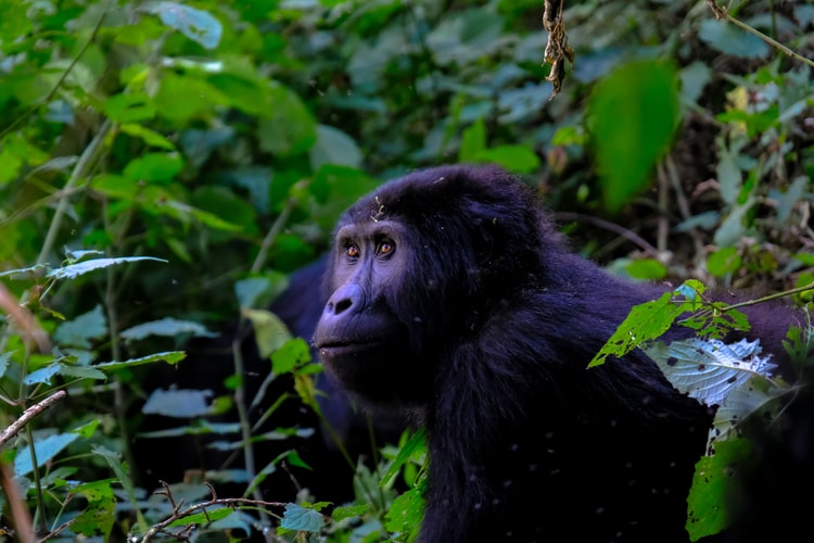 10 Days Uganda Wildlife tour and gorilla trekking safari - Kabira Uganda Safaris