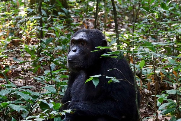 12 Days Uganda gorilla trekking safari, Wildlife tour - Kabira Uganda Safaris