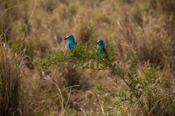 14 Days Uganda birding safari and wildlife tour by Kabira Uganda Safaris