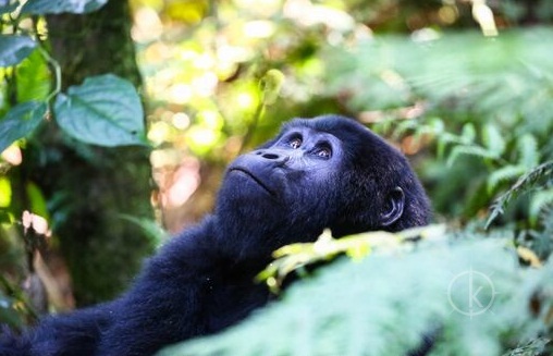 3 Days Bwindi gorilla trekking safari Uganda