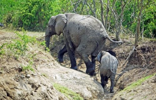 4 Days Queen Elizabeth NP Safari - Kabira Uganda Safaris