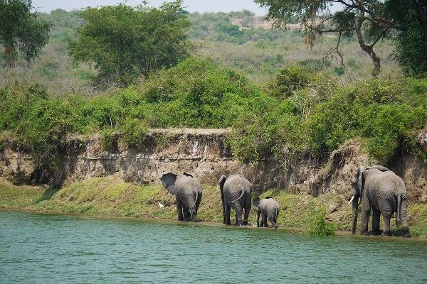 4 Days Queen Elizabeth National Park Safari - Kabira Uganda Safaris 4 Days Queen Elizabeth National Park Safari - Kabira Uganda Safaris