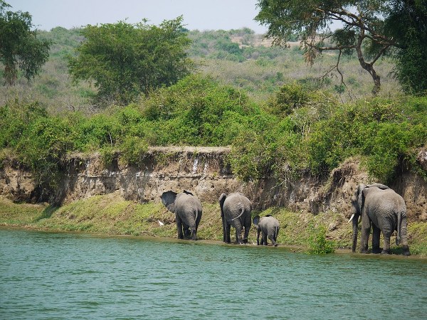 4 Days Queen Elizabeth National Park Safari - Kabira Uganda Safaris
