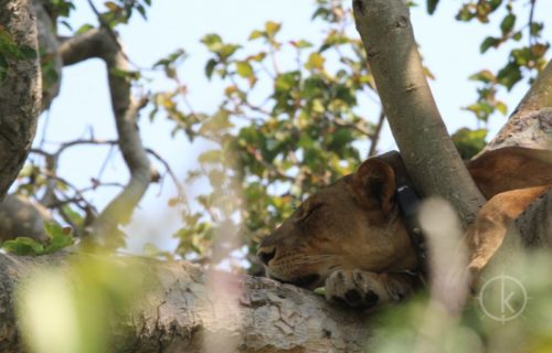 4 Days Queen Elizabeth National Park Wildlife Safari (tree climbing Lions) - Kabira Uganda