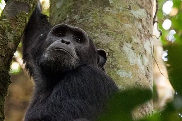 8 Days Uganda Wildlife tour & gorilla trekking safari - Kabira Uganda Safaris