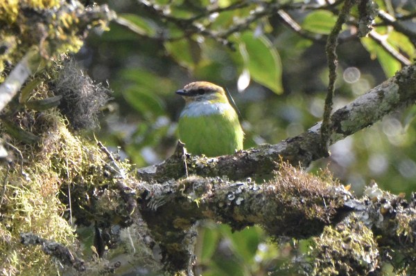 Birding in Mubwindi swamp - Bwindi National Park