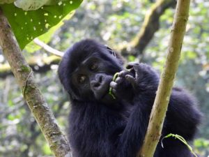 Gorilla trekking in Uganda - Bwindi Forest