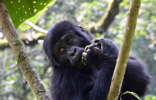 Gorilla trekking in Uganda - Bwindi Forest