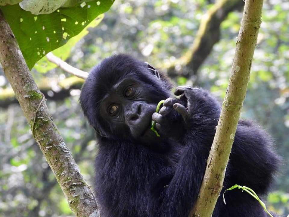 Gorilla trekking in Uganda - Bwindi Forest