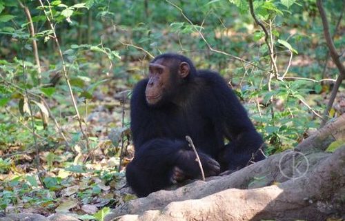 Chimp trekking in Uganda - Kabira Safaris tours