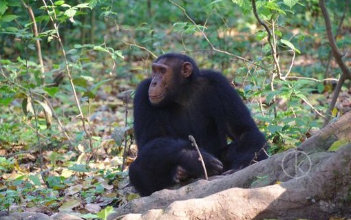 Chimp trekking in Uganda - Kabira Safaris tours Chimp trekking in Uganda - Kabira Safaris tours