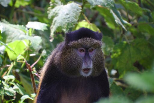 Golden Monkey tracking in Uganda - Kabira Uganda Safaris