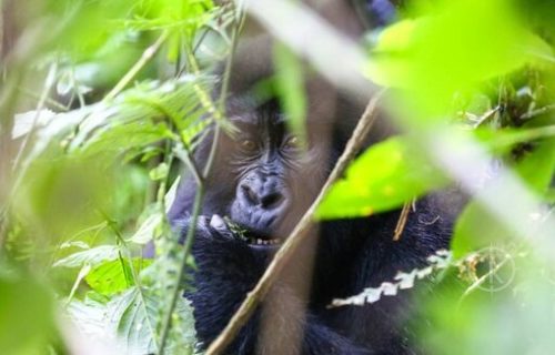 Gorilla trekking in Uganda - Kabira safaris tours Gorilla trekking in Uganda - Kabira safaris tours