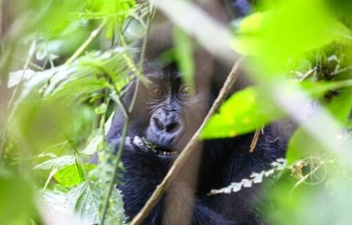 Gorilla trekking in Uganda - Kabira safaris tours