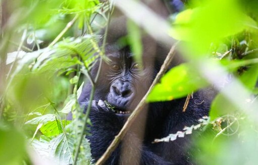 Gorilla trekking in Uganda - Kabira safaris tours Gorilla trekking in Uganda - Kabira safaris tours