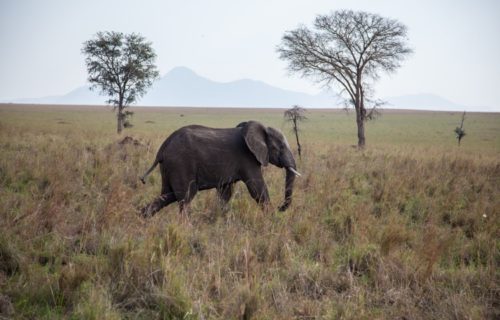 Kidepo Valley National Park, Uganda - Kabira Uganda Safaris