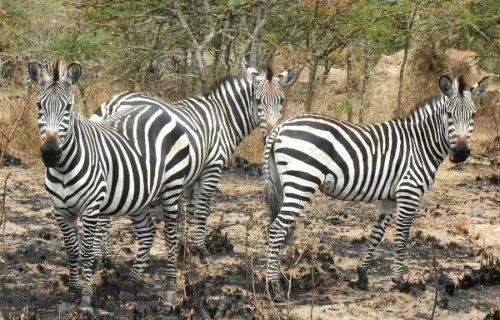 Lake Mburo National Park - Kabira Uganda Safaris