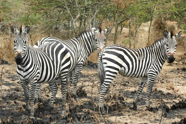 Lake Mburo National Park - Kabira Uganda Safaris