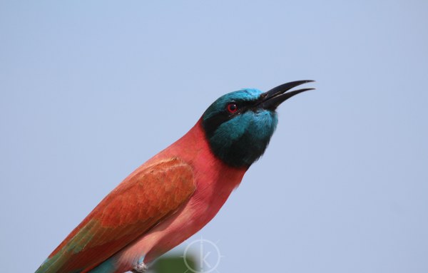 Uganda Birding Safaris -Kabira Safaris tours