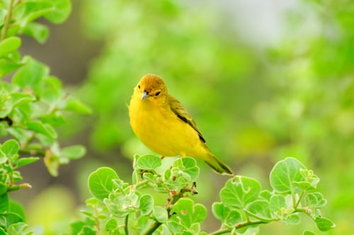 Uganda Birding Safaris