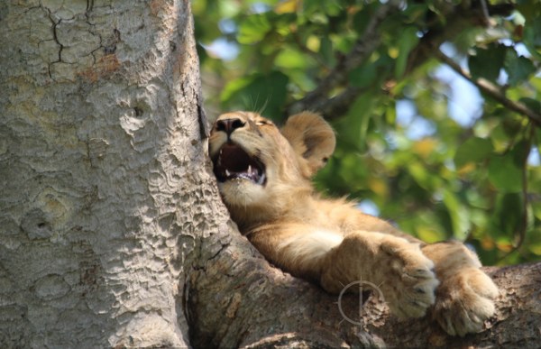 Uganda Wildlife Safaris - Kabira Safaris and Tours