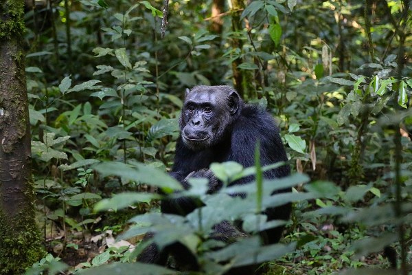 chimpanzees in Uganda - a safari by Kabira Uganda Safaris