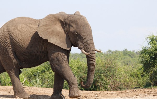 elephants in the wild - kabira uganda safaris