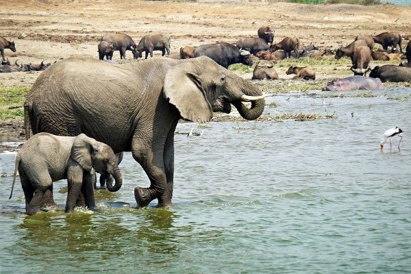 Kazinga channel, Queen Elizabeth National Park