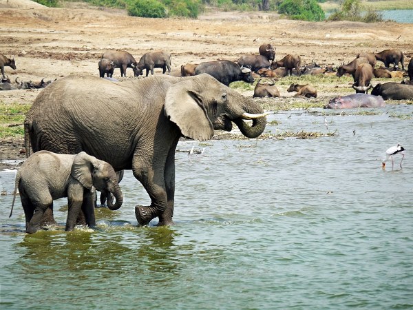 Kazinga channel, Queen Elizabeth National Park