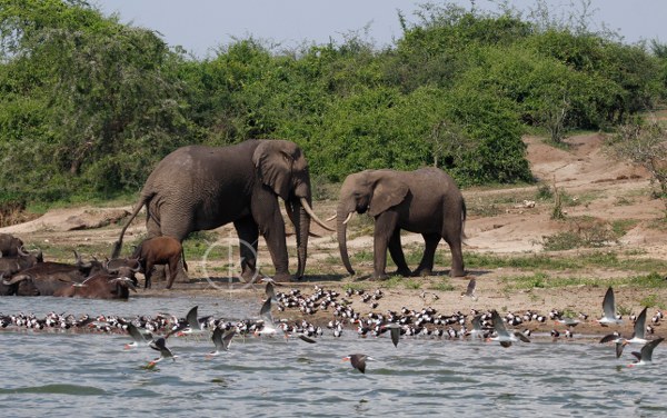 kazinga channel uganda safari tour - kabira