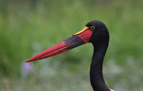 saddle bied stork bird - Uganda birding Safaris (Kibale Uganda Safaris)