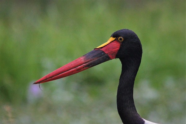 saddle bied stork bird - Uganda birding Safaris (Kibale Uganda Safaris)