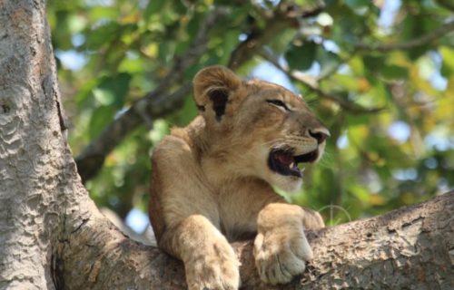 tree climbing lions - wildlife safaris in uganda