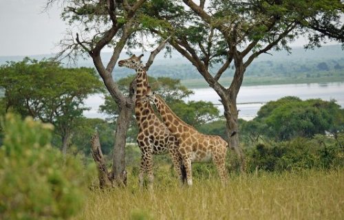 2 Days Murchison Falls safari