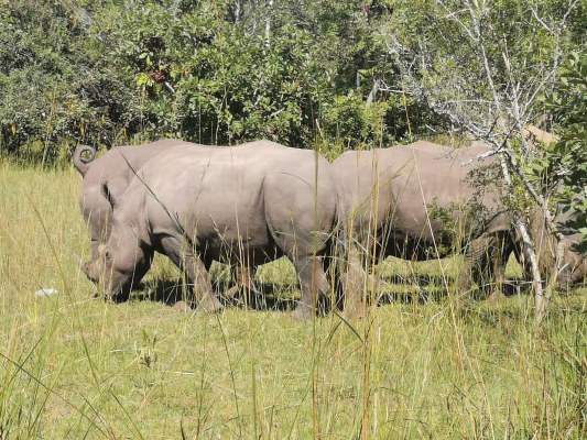 Zwia Rhino Tracking Visit