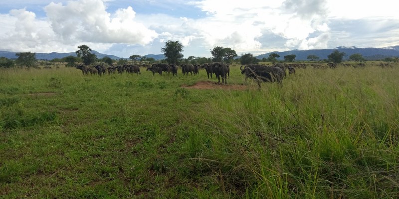 4 Days Kidepo Wildlife Safari