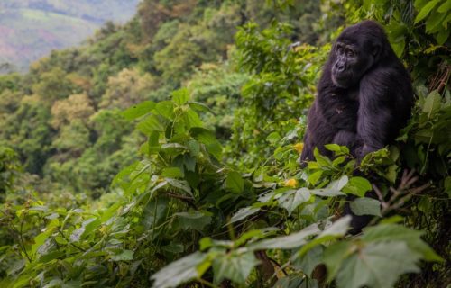 Bwindi Impenetrable National Park Uganda