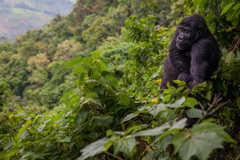 Bwindi Impenetrable National Park Uganda