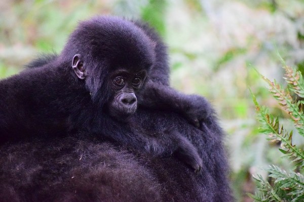 Bwindi gorilla trekking safari