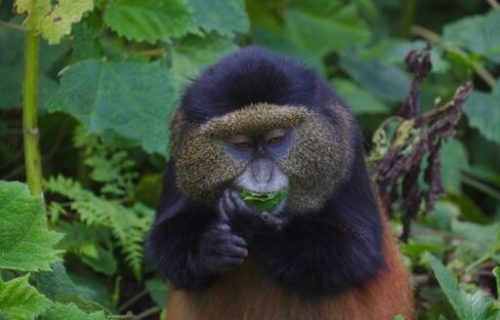 Golden Monkey tracking in Uganda - Kabira Uganda Safaris