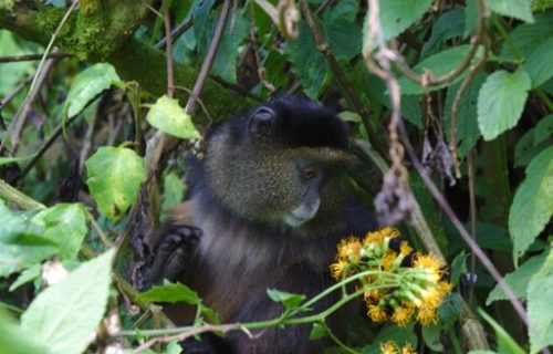 Golden Monkeys in Uganda - Kabira Uganda Safaris