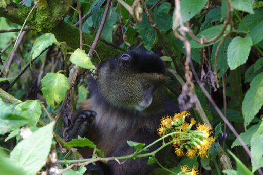 Golden Monkeys in Uganda - Kabira Uganda Safaris Golden Monkeys in Uganda - Kabira Uganda Safaris