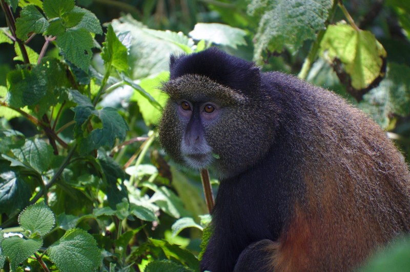 Golden Monkeys tracking Uganda - Kabira Uganda Safaris
