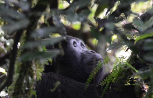 Gorilla trekking in Bwindi Forest National Park