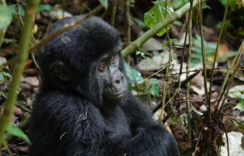 Gorilla trekking in Bwindi Impenetrable National Park