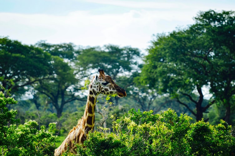 Wildlife in Murchison Falls National Park