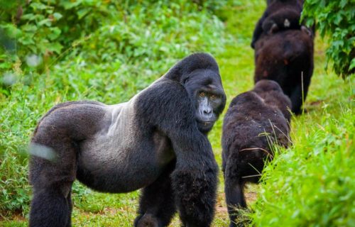 Rwanda Mountain Gorillas move to Mgahinga Gorilla National Park