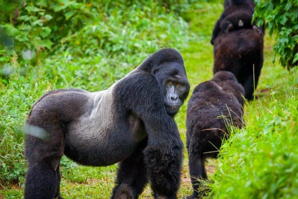 Rwanda Mountain Gorillas move to Mgahinga Gorilla National Park