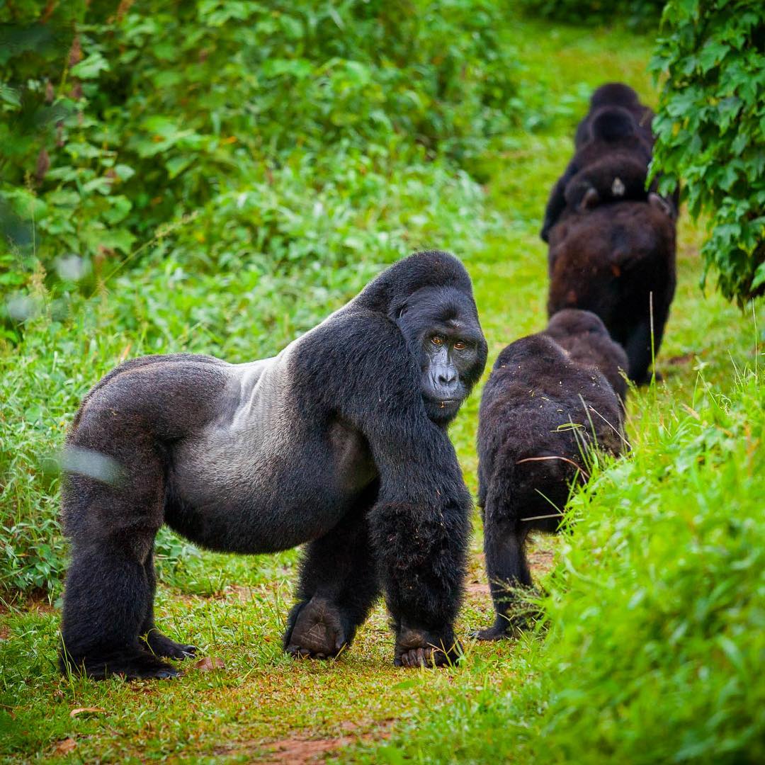 Rwanda Mountain Gorillas move to Mgahinga Gorilla National Park